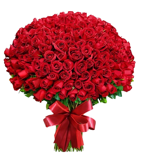 Énorme bouquet de roses rouges avec ruban - Livraison de fleurs de luxe Casablanca